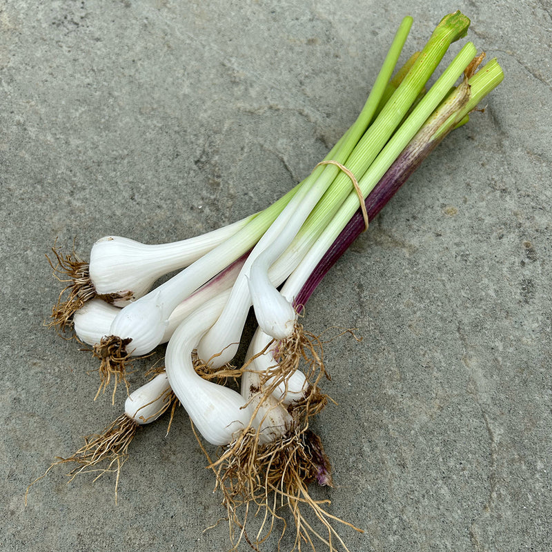 Organic Young Fresh Green Garlic - 9 Stems