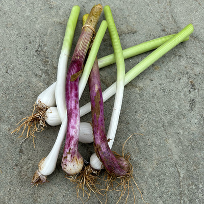 Organic Young Fresh Green Garlic - 9 Stems