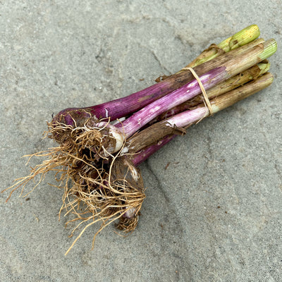 Organic Young Fresh Green Garlic - 9 Stems