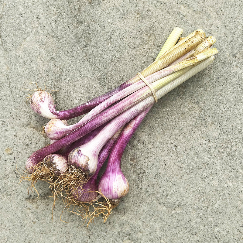 Organic Young Fresh Green Garlic - 9 Stems