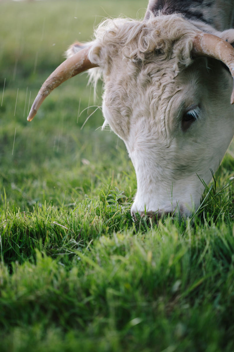 Isle of Wight Walking Festival - Farm Tours