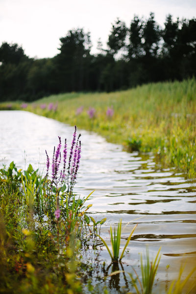 Isle of Wight Walking Festival - Farm Tours