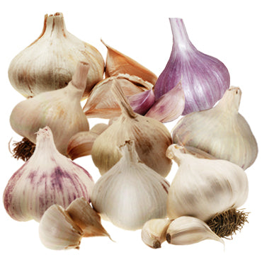 Garlic Lovers Planting Pack x 8 Bulbs | The Garlic Farm Isle of Wight